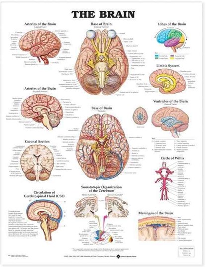 The Brain Anatomical Chart, niet bekend - Gebonden - 9781587791055