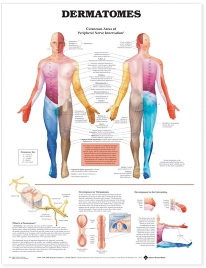 Dermatomes Anatomical Chart, Anatomical Chart Company - Gebonden - 9781587791116