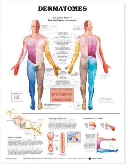 Dermatomes Anatomical Chart, Anatomical Chart Company - Gebonden - 9781587791123