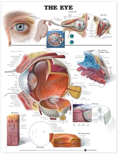 The Eye Anatomical Chart, niet bekend - Gebonden - 9781587791277