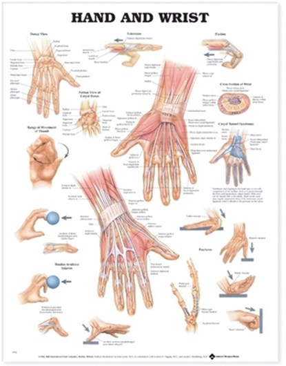 Hand and Wrist Anatomical Chart, Anatomical Chart Company - Gebonden - 9781587791437