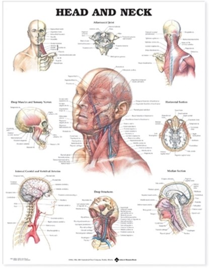 Head and Neck Anatomical Chart, Anatomical Chart Company - Gebonden - 9781587791475