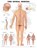 The Spinal Nerves Anatomical Chart, Anatomical Chart Company - Gebonden - 9781587792069