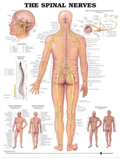 The Spinal Nerves Anatomical Chart, Anatomical Chart Company - Gebonden - 9781587792069