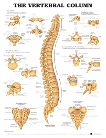 The Vertebral Column Anatomical Chart, Anatomical Chart Company - Gebonden - 9781587792113