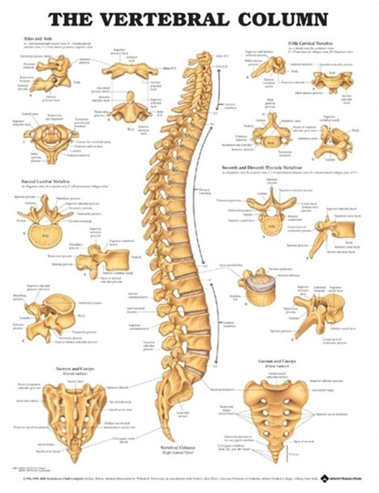 The Vertebral Column Anatomical Chart, Anatomical Chart Company - Gebonden - 9781587792113