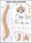 Human Spine Disorders Anatomical Chart, Anatomical Chart Company - Gebonden - 9781587794438