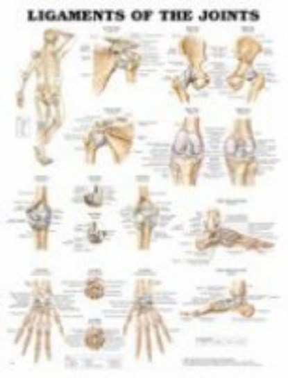 Ligaments of the Joints Anatomical Chart, niet bekend - Gebonden - 9781587794667