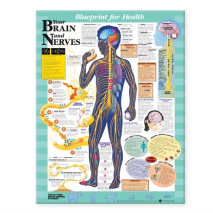 Blueprint for Health Your Brain and Nerves Chart, niet bekend - Gebonden - 9781587797439