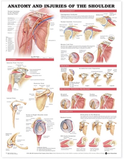 Anatomy and Injuries of the Shoulder Anatomical Chart, Anatomical Chart Company - Gebonden - 9781587798078