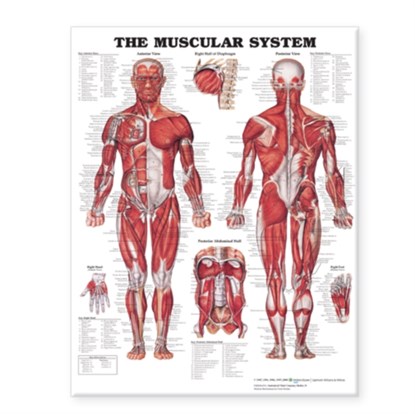 The Muscular System Giant Chart, Anatomical Chart Company - Gebonden - 9781587799815