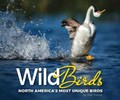 Wild Birds | Stan Tekiela | 