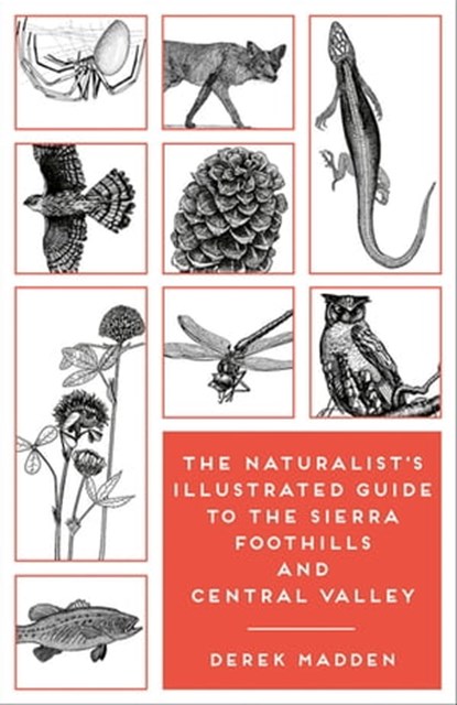 The Naturalist's Illustrated Guide to the Sierra Foothills and Central Valley, Derek Madden - Ebook - 9781597144971