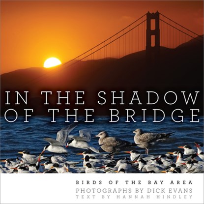 In the Shadow of the Bridge, Dick Evans - Gebonden - 9781597146913