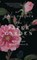 The Paper Garden, Molly Peacock - Paperback - 9781608196975