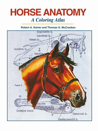 HORSE ANATOMY, Robert A. Kainer ; Thomas O. Mccracken - Paperback - 9781617812408