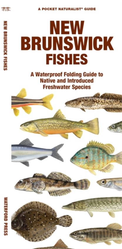 New Brunswick Fishes, Waterford Press Waterford Press ; Matthew Morris - Gebonden - 9781620056066