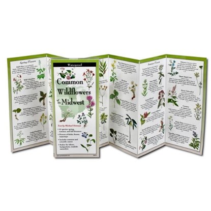 Common Wildflowers of the Midwest, Michael Homoya - Paperback - 9781621263913
