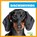 Dachshunds, Kaitlyn Duling - Gebonden - 9781624967689