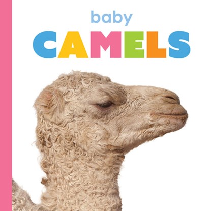 Baby Camels, Kim Thompson - Paperback - 9781628329513