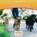 That's Odd!, BOYNTON,  Alice - Paperback - 9781634408356