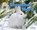 Snowshoe Hare, Dee Phillips - Paperback - 9781642807608