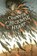 The Counterclockwise Heart, Brian Farrey - Paperback - 9781643753522