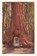 Vintage Journal Redwood and Volkswagen, niet bekend - Paperback - 9781648118562