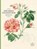 John Derian Colouring Book: Flowers, John Derian - Paperback - 9781648295089