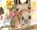The Easter Donkey, Donna Thornton - Gebonden - 9781649604378