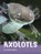 Axolotls, Jaclyn Jaycox - Paperback - 9781666342789