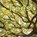Trees, MCKENZIE,  Precious - Paperback - 9781683424185