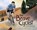 BRAVE CYCLIST THE, Amalia Hoffman - Gebonden - 9781684460632