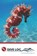 Dive Log, POLLOCK,  Meagan - Paperback - 9781703152500