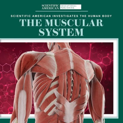 The Muscular System, Leigh McClure - Paperback - 9781725351417