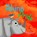 Rhino Pride, Anthony Haydock - Paperback - 9781739518677