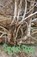 Tangled Roots, ELDRIDGE,  Brenda - Paperback - 9781740278690