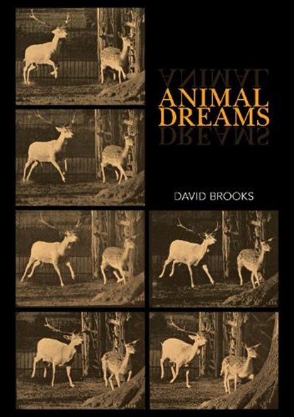 Animal Dreams, David Brooks - Paperback - 9781743327470