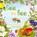 Dee the Bee, Dolores Keaveney - Paperback - 9781760362027