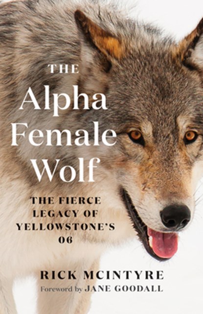 The Alpha Female Wolf, Rick McIntyre - Gebonden - 9781771648585