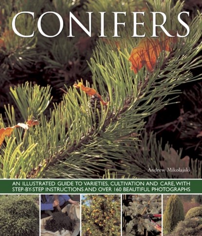 Conifers, Andrew Mikolajski - Paperback - 9781780192635