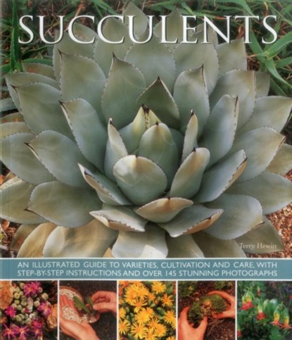 Succulents, Hewitt Terry - Gebonden - 9781780193656