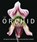 The Orchid, David Berry - Gebonden - 9781785516511