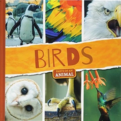 Birds, Joanna Brundle - Paperback - 9781786374318