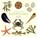 The Little Guide to Shorelines, Alison Davies - Gebonden - 9781787139596