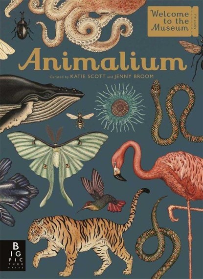 Animalium, Jenny Broom - Gebonden - 9781787411647