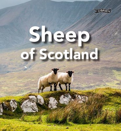 Sheep of Scotland, Sarah O'Connor - Gebonden - 9781788495981