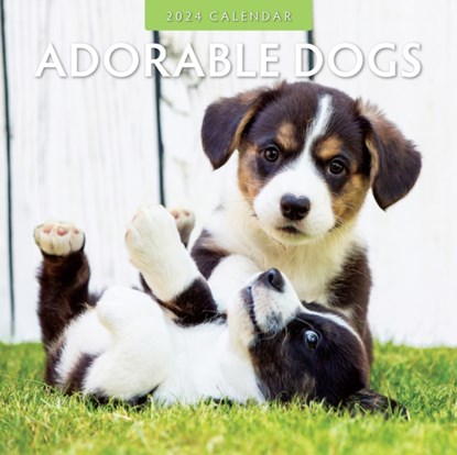 Adorable Dogs 2024 Square Wall Calendar, Robin Red - Paperback - 9781804421116