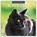 Black Cats 2025 Square Wall Calendar, Red Robin - Paperback - 9781804423721