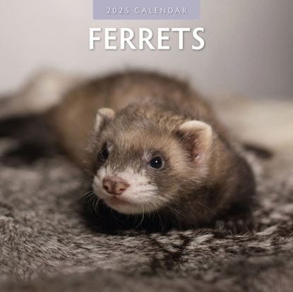 Ferrets 2025 Square Wall Calendar, Red Robin - Paperback - 9781804423882